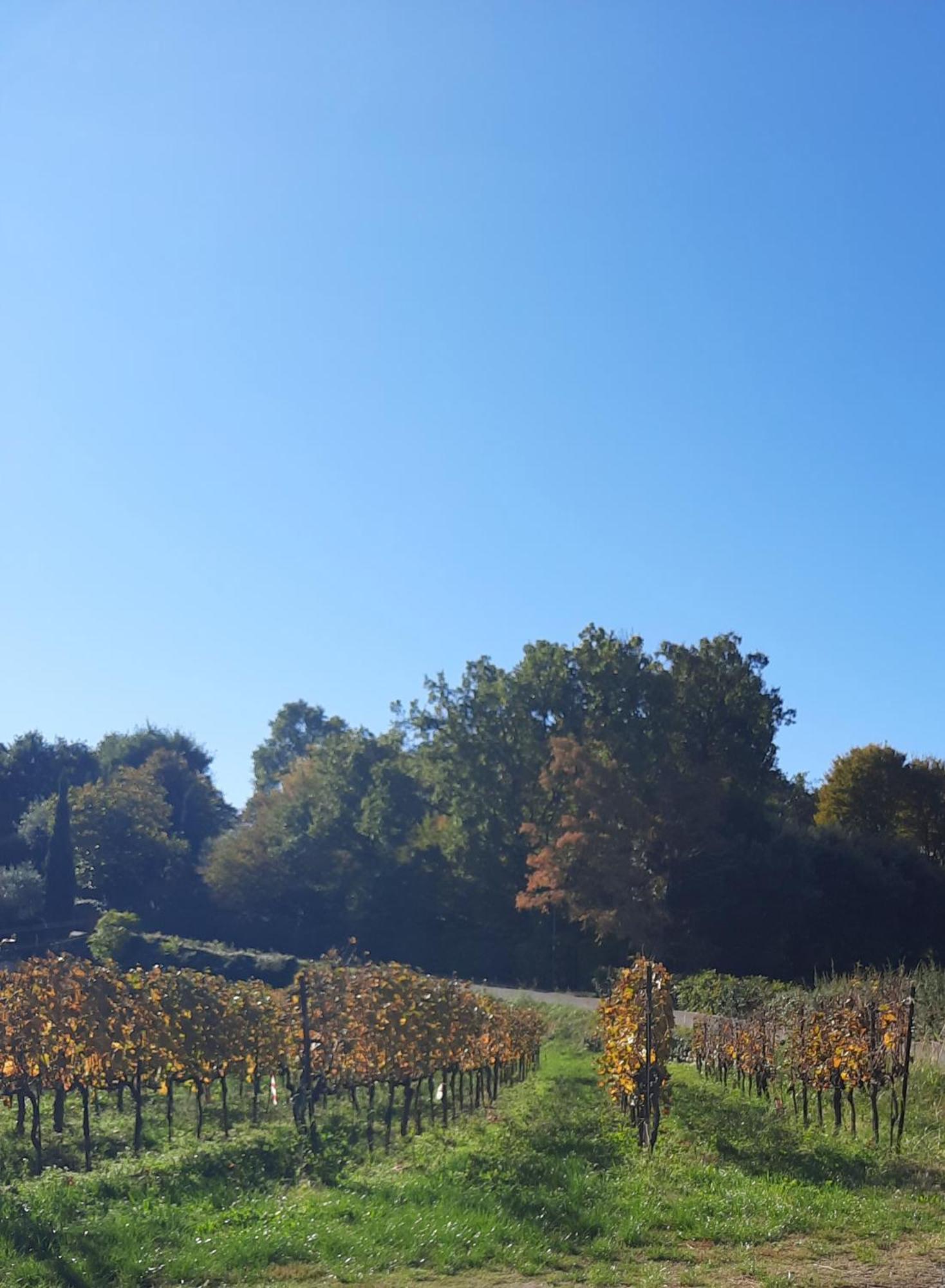 Acero Rosso B&B In Franciacorta エルブスコ エクステリア 写真